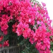 Tüplü Pembe Begonvil(Gelin Duvağı-Rodos Sarmaşığı) Fidanı