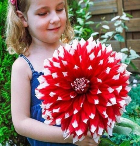 Büyük Çiçekli Red Empire Yıldız Dahlia Çiçeği Soğanı Yumrusu (1 adet)