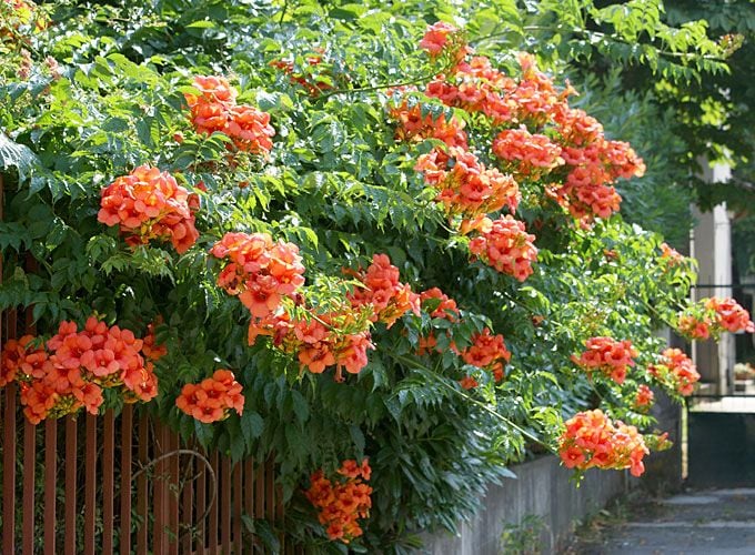 Tüplü Kavun İçi Renginden Acem Borusu Fidanı (40-70 CM)