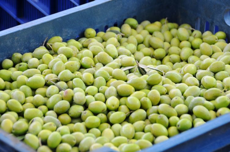 Yeni Hasat Kırmalık Taze Yeşil Gemlik Zeytini Yüksek Kalibre 50 Kg