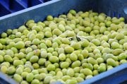 Yeni Hasat Kırmalık Taze Yeşil Gemlik Zeytini Yüksek Kalibre 50 Kg