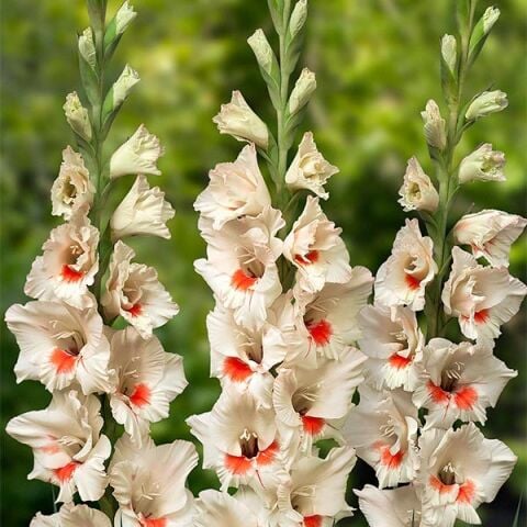 Gladiolus Ajax Glayör Çiçeği Soğanı (2 adet)