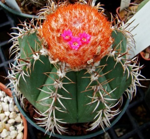 Melocactus Matanzanus Geniş Şapkalı Kafalı Kaktüs Tohumu (100 tohum)