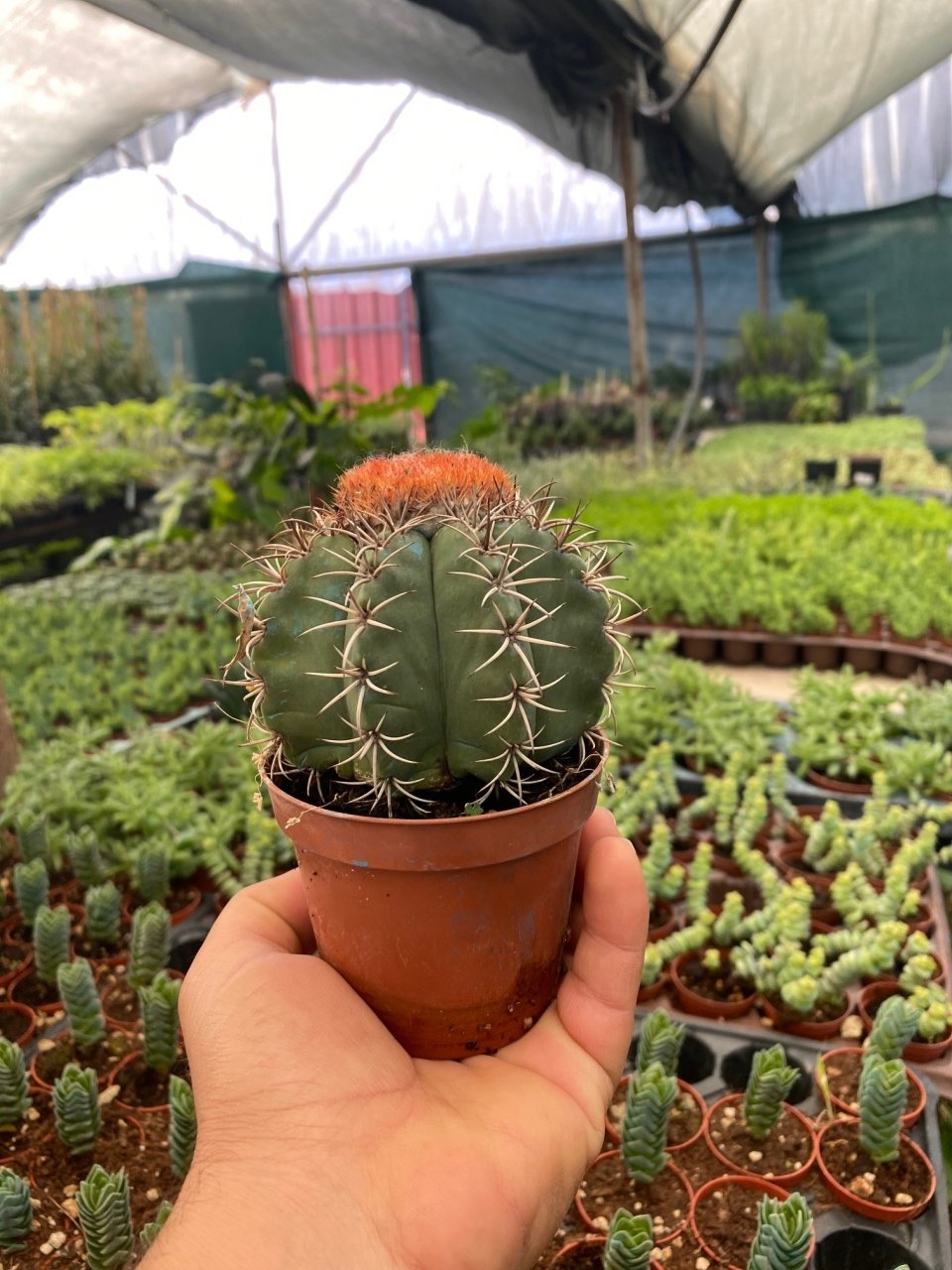 Melocactus Matanzanus Geniş Şapkalı Kafalı Kaktüs Tohumu (100 tohum)