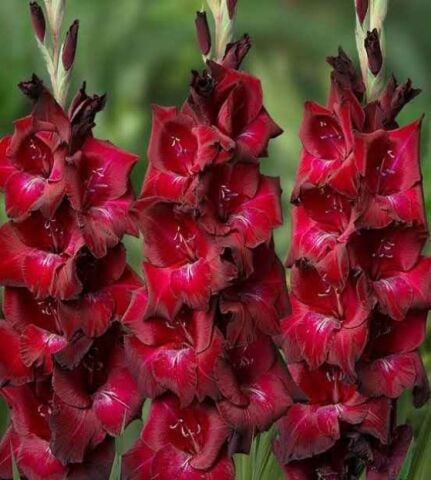 Gladiolus Bizet Glayör Çiçeği Soğanı (2 adet)