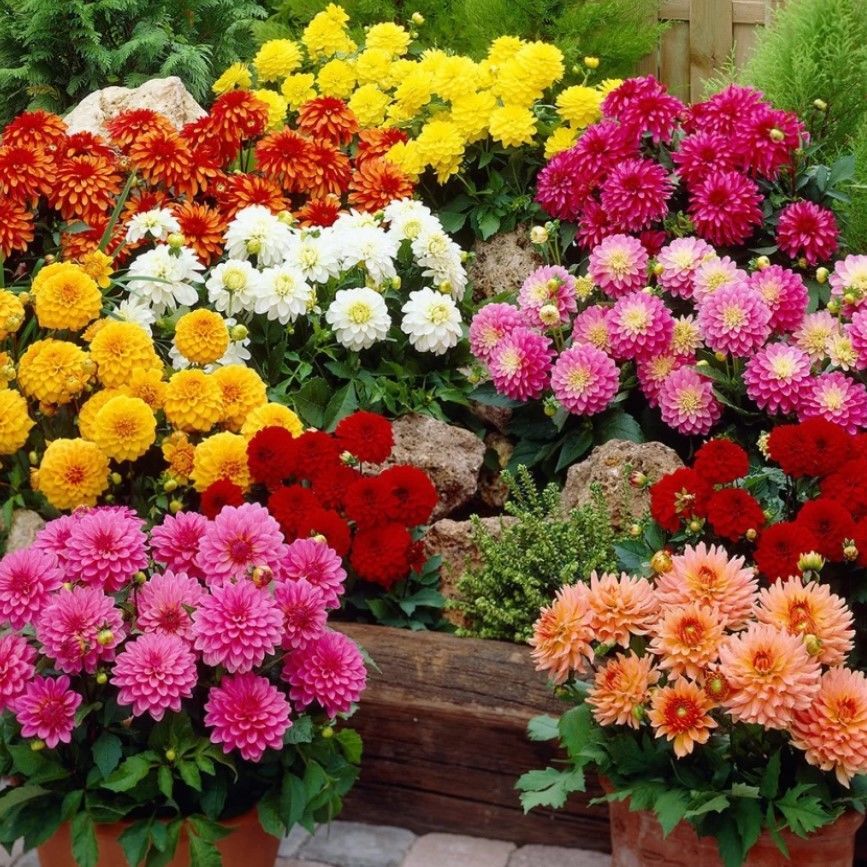 Katmerli İri Katmerli Çiçekli Mixed Yıldız Dahlia Çiçeği Fidesi (5 adet)