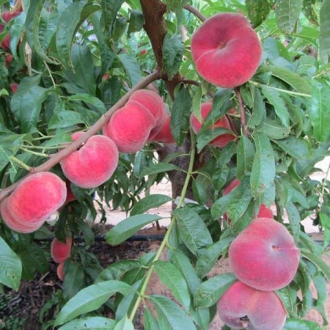 Tüplü Tam Bodur İnnovative Tree Paraguaya Basık Şeftali Fidanı