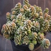 Sedum Little Gem Sukulent Nadir Tür Sınırlı Üretim (9 luk Saksıda)