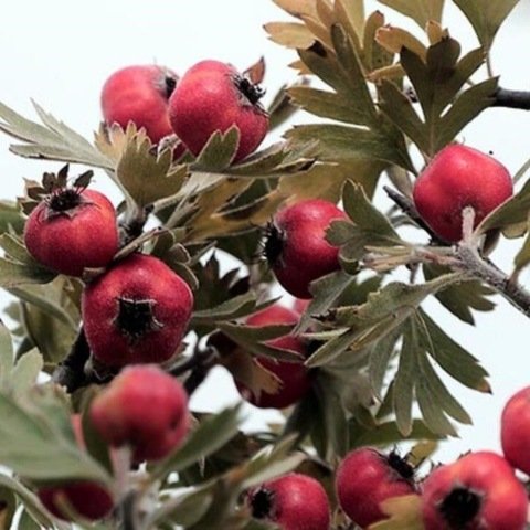 Açık Kök Aşılı Kırmızı Alıç Fidanı