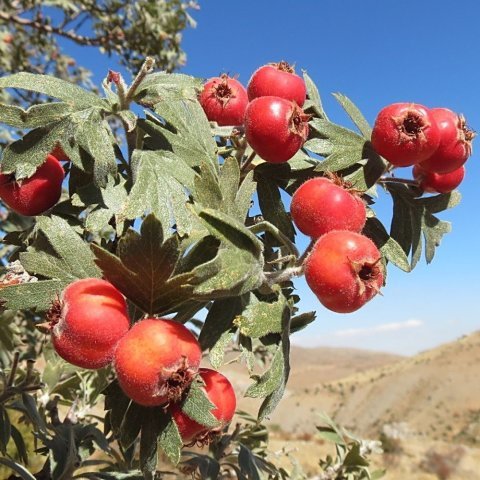 Açık Kök Aşılı Kırmızı Alıç Fidanı
