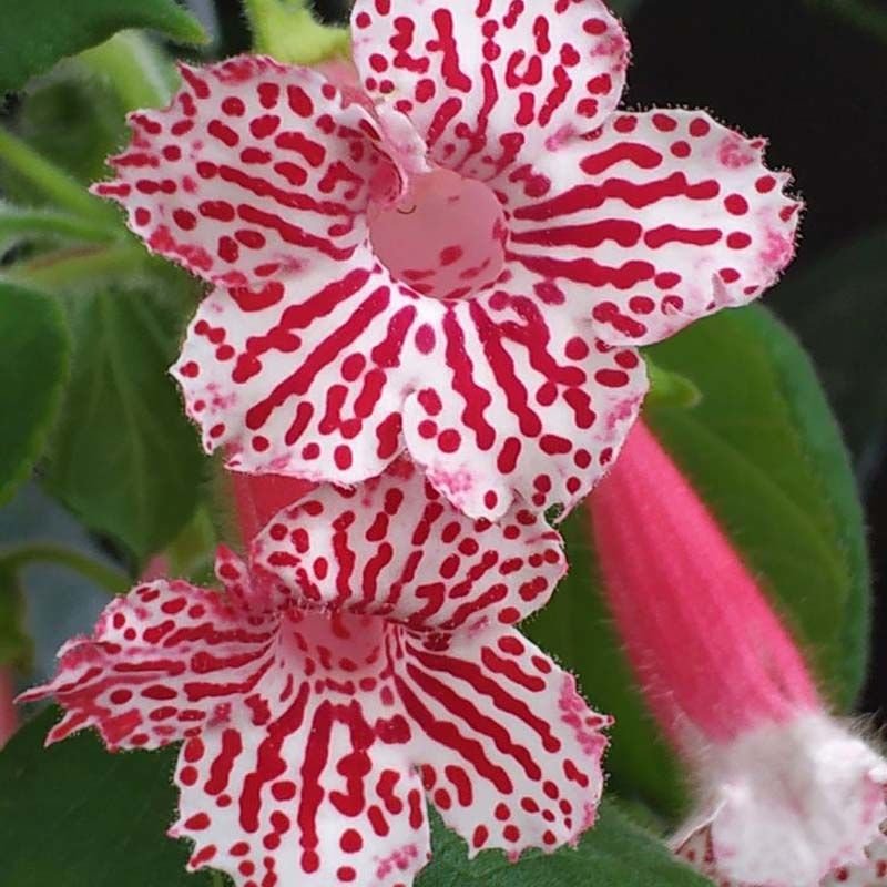 Koleksiyonluk Frances  Kohleria Japon Küpelisi Çiçeği Fidesi (Mini Potta)