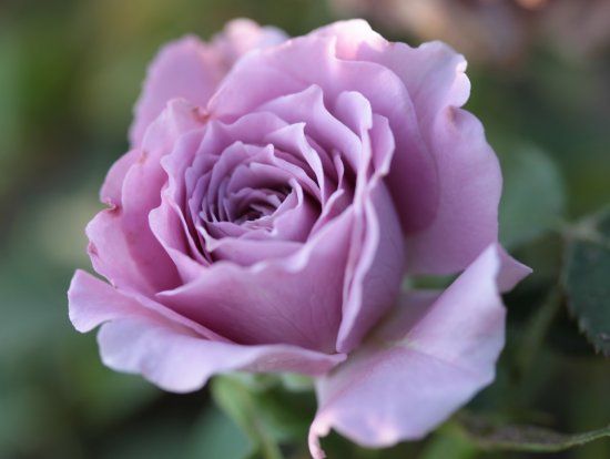 Açık Kök Kokulu Lavender Crystal Bodur Gül Fidanı