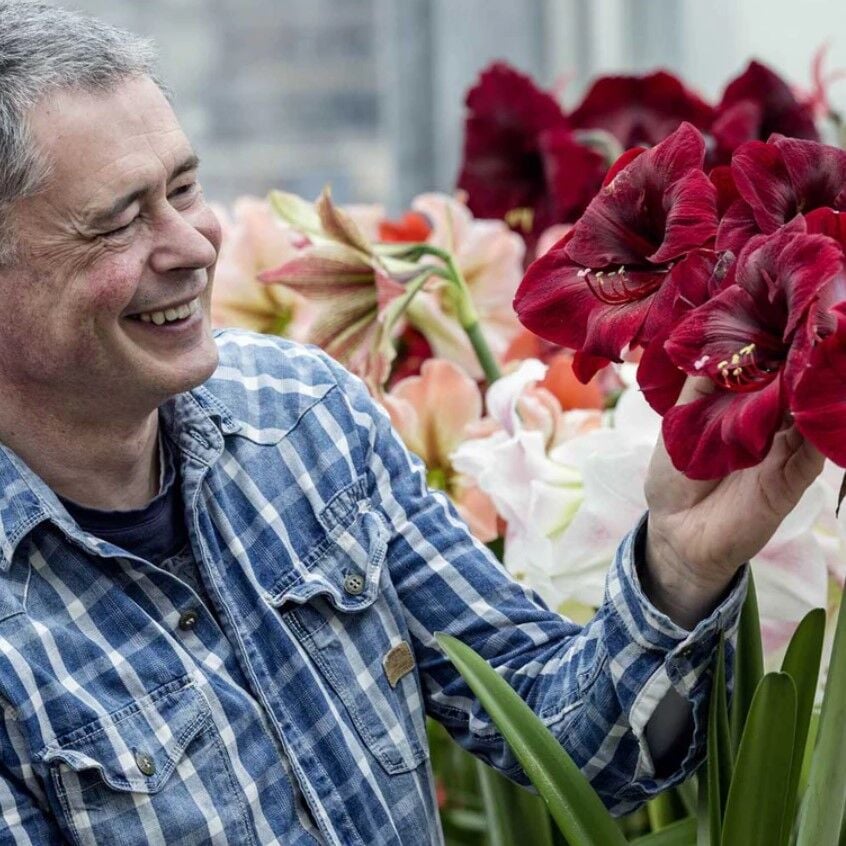 Kokulu Güzel Hatun Çiçeği Amaryllis Gr. Diva Çiçeği Soğanı (1 Adet)