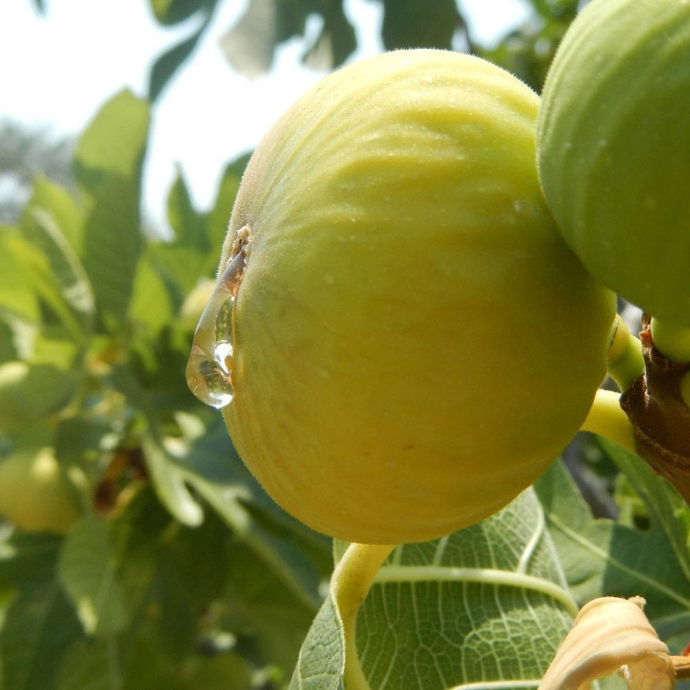 Tüplü Beyaz Sofralık İri Meyvelli Ballı İncir Fidanı