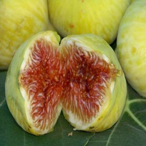 Tüplü Beyaz Sofralık İri Meyvelli Ballı İncir Fidanı