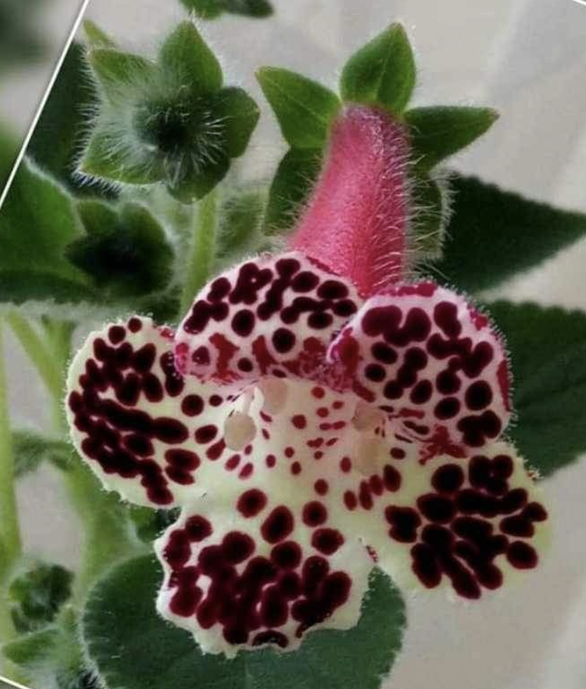 Koleksiyonluk Melissa Kohleria Japon Küpelisi Çiçeği Fidesi (Mini Potta)