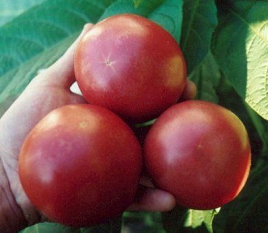 Doğal Eva Purple Domates Tohumu(20 tohum)