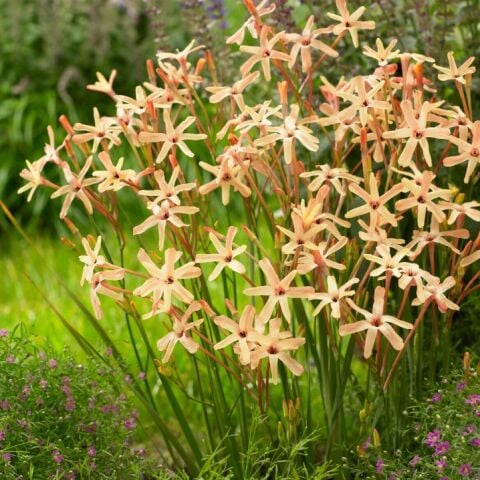 Dona Dayanıklı Mısır Zambağı Gelin Soğanı Çiçeği Paniculata Eos Ixia Çiçeği Soğanı (10 Adet)