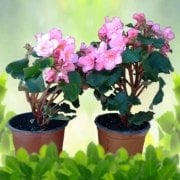 Saksıda Double Pink Tsunami Begonya Çiçeği Fidanı