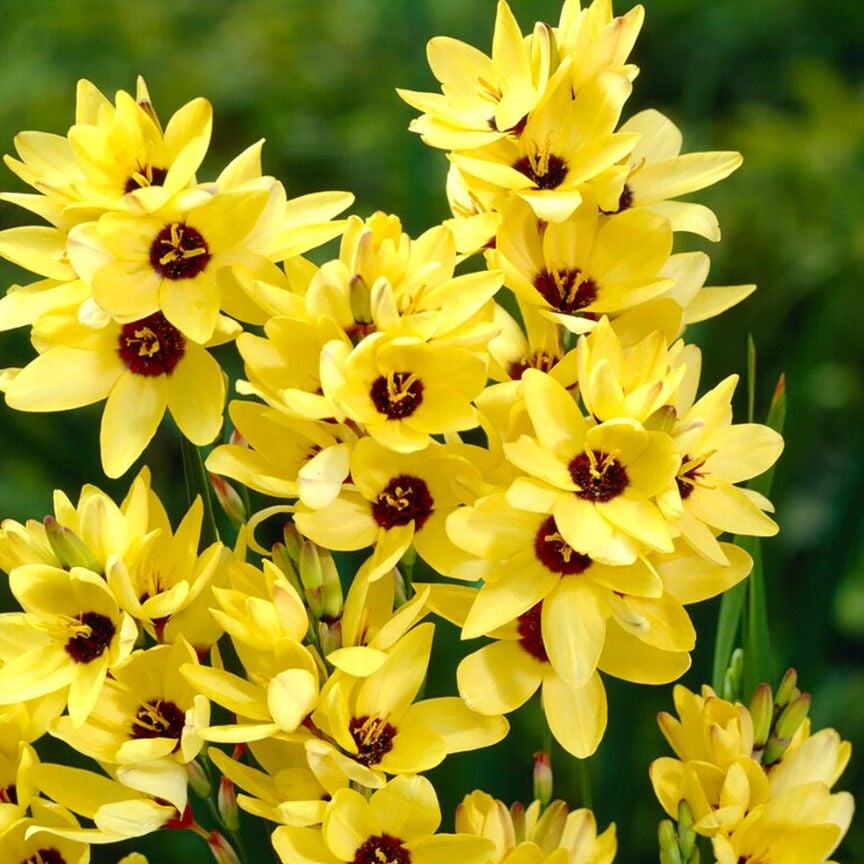 Kuraklığa ve Dona Dayanıklı Mısır Zambağı Gelin Soğanı Çiçeği Yellow Emperor Ixia Çiçeği Soğanı (10 Adet)