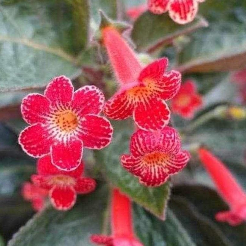 Koleksiyonluk Solarwind Kohleria Japon Küpelisi Çiçeği Fidesi (Mini Potta)