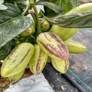 Tüplü Basık Uzun Meyveli Puzol Pepino Fidanı (Mini Fidan)