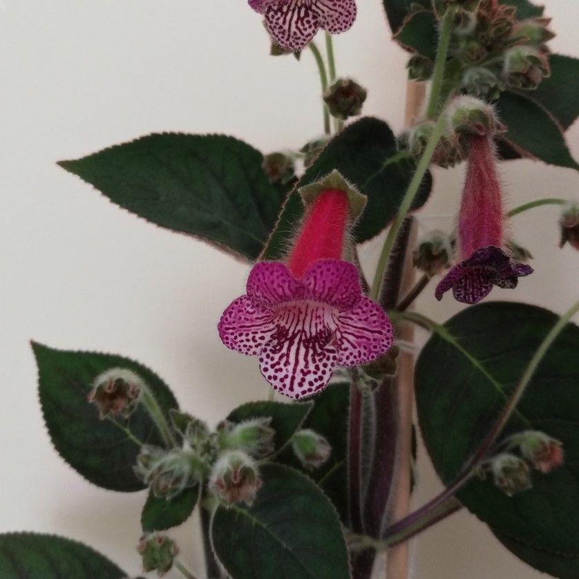 Koleksiyonluk Simay Kohleria Japon Küpelisi Çiçeği Fidesi (Mini Potta)