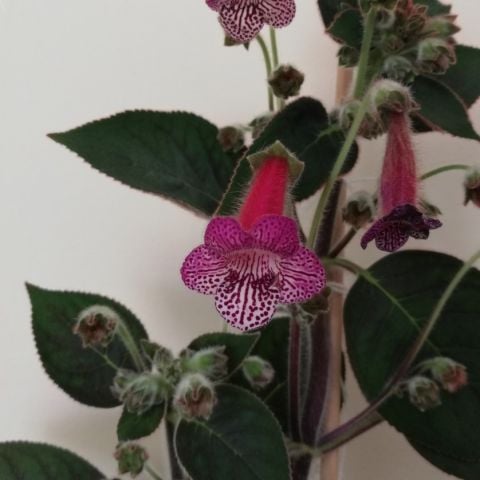Koleksiyonluk Simay Kohleria Japon Küpelisi Çiçeği Fidesi (Mini Potta)