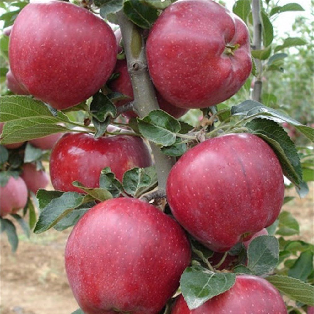 Açık Kök Yarıbodur Red Chief  Elma Fidanı