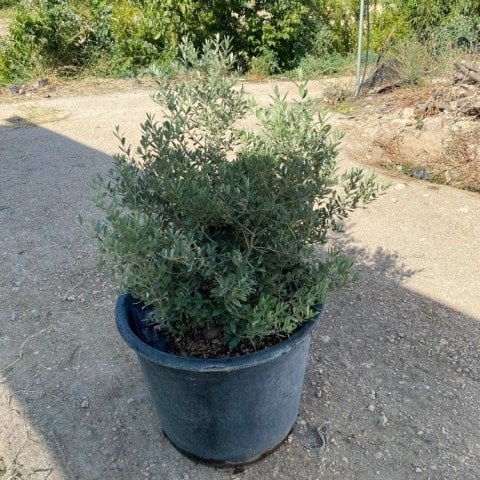 Saksıda Bodur Tipte Zeytin Fidanı Meyve Verme Durumunda 20-30 Yaş Zeytin Fidanı