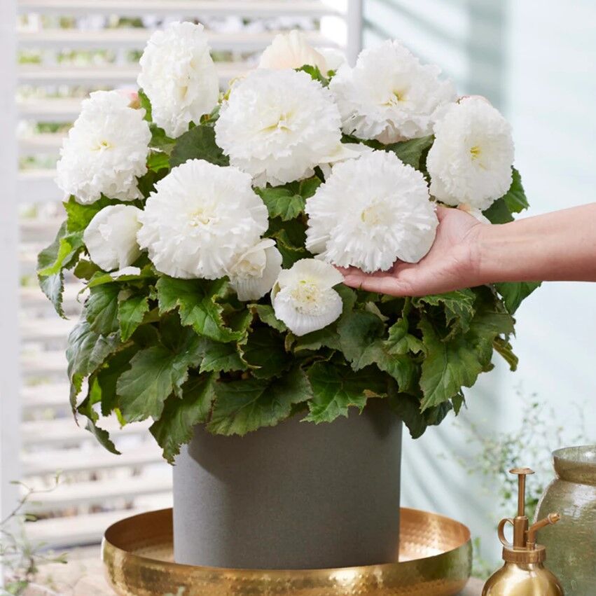 iri Çiçekli  Nadir Tür Geniş Yaprak Double White Begonya Çiçeği Soğanı (1 adet)