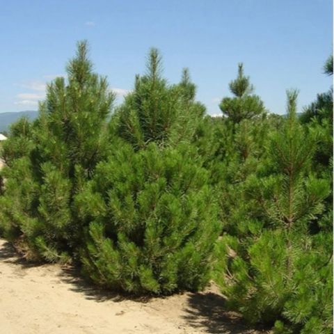 Tüplü Karaçam Fidanı 4 Yaş 90-150 cm