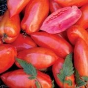 Doğal Paste Domates Tohumu(20 tohum)