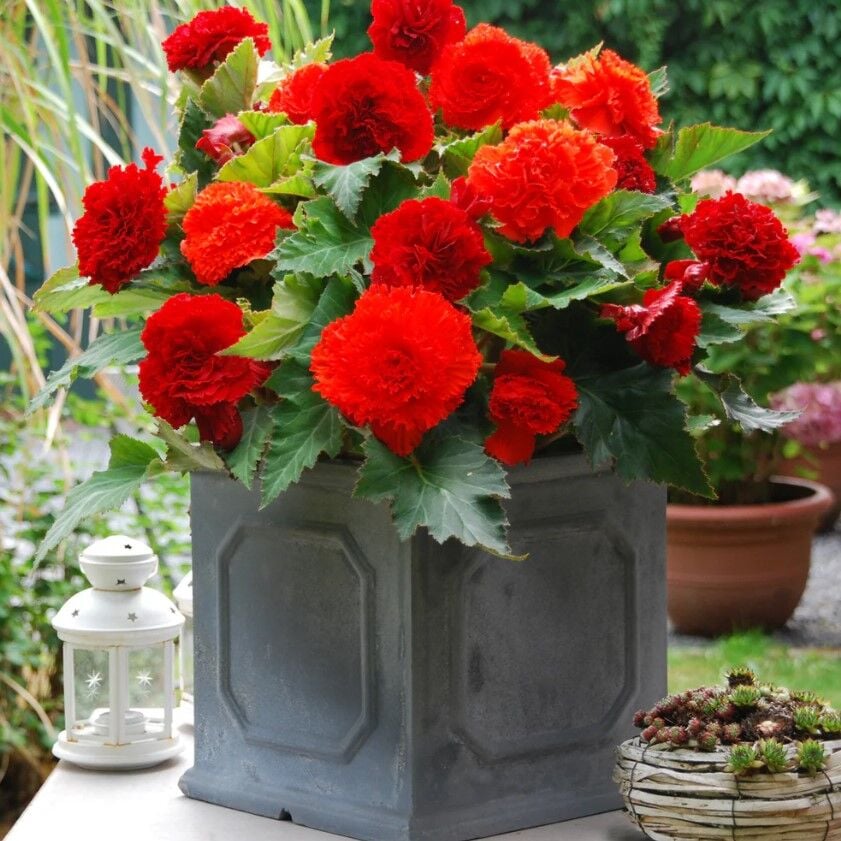 iri Çiçekli  Nadir Tür Geniş Yaprak Fimbriata Red Begonya Çiçeği Soğanı (1 adet)