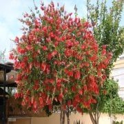 Tüplü Fırça Çalısı Fidanı (70-120 cm)