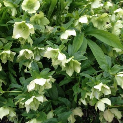 Nadir Bitki Soğuklara Dayanıklı Helleborus Green Star Herdem Yeşil Noel Gülü Çiçeği Fidanı