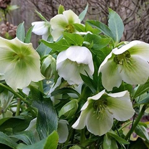 Nadir Bitki Soğuklara Dayanıklı Helleborus Green Star Herdem Yeşil Noel Gülü Çiçeği Fidanı