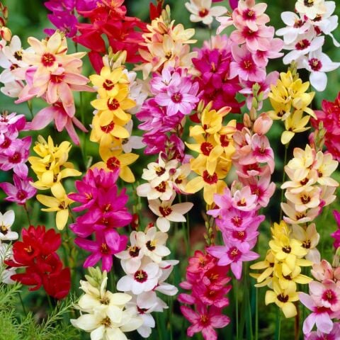 Kuraklığa ve Dona Dayanıklı Mısır Zambağı Gelin Soğanı Çiçeği Mixed  Ixia Çiçeği Soğanı (10 Adet)