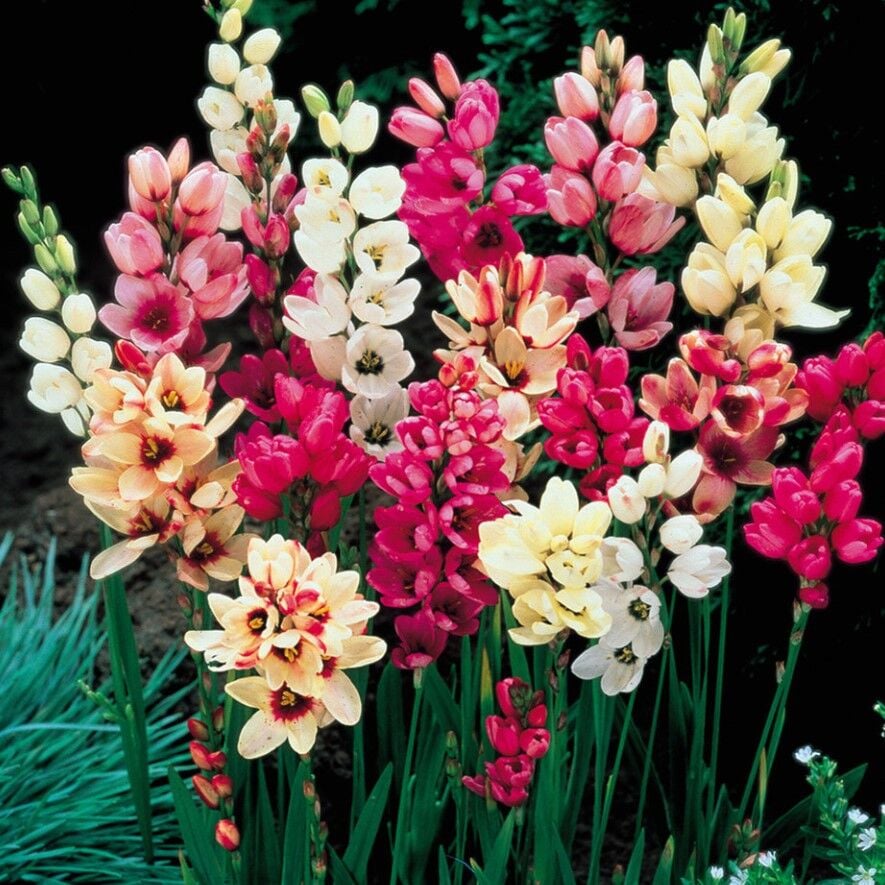 Kuraklığa ve Dona Dayanıklı Mısır Zambağı Gelin Soğanı Çiçeği Mixed  Ixia Çiçeği Soğanı (100 Adet)