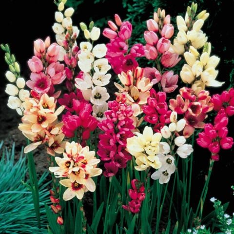 Kuraklığa ve Dona Dayanıklı Mısır Zambağı Gelin Soğanı Çiçeği Mixed  Ixia Çiçeği Soğanı (1000 Adet)