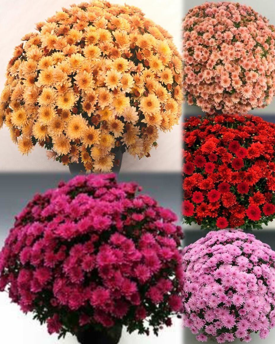 Özel Seri Özel Seri Mixed Kasımpatı Krizantem Çiçeği Fidesi (10 adet)