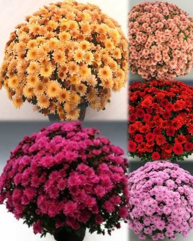 Özel Seri Özel Seri Mixed Kasımpatı Krizantem Çiçeği Fidesi (10 adet)