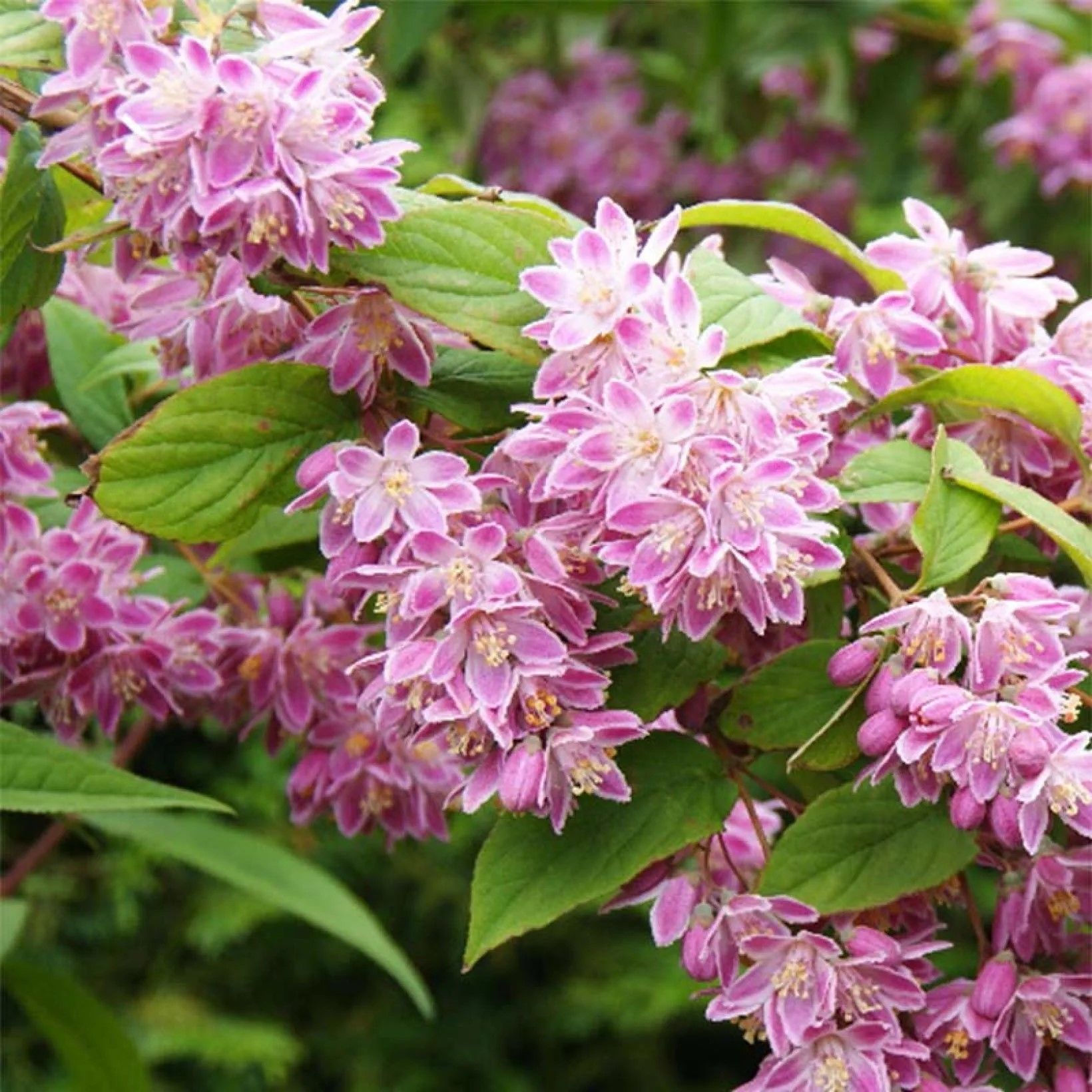 Nadir Bitki Tüplü Ebruli Deutzia Tourbillon Rouge Havlu Püskülü Fidanı