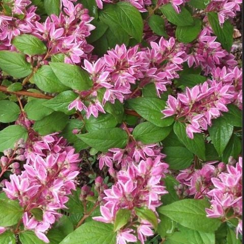 Nadir Bitki Tüplü Ebruli Deutzia Tourbillon Rouge Havlu Püskülü Fidanı