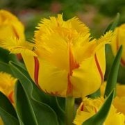 Flamenco Fırfırlı Lale Soğanı (5 adet)
