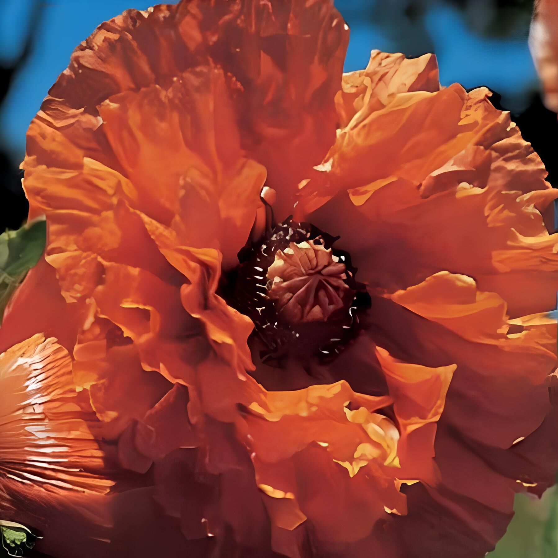 Papaver Indian Chief İri Kafa Nadir Gelincik Soğanı (1 adet)