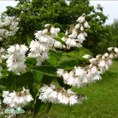 Nadir Bitki Tüplü Beyaz Çiçekli Katmerli Deutzia Scabra Havlu Püskülü Fidanı