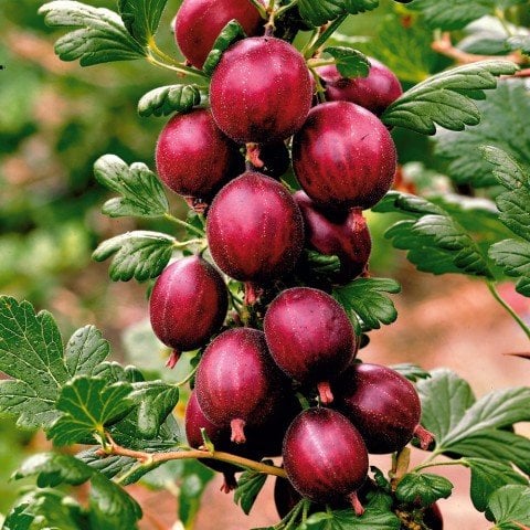 Açık Kök Kırmızı Bektaşi Üzüm Fidanı