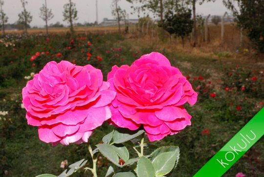 Açık Kök Aşılı Orient Sarabi Kokulu Yediveren Gül Fidanı