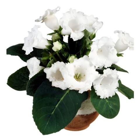 Mont Blanc Gloxinia  Gloksinya Bardak Menekşesi Çiçeği Soğanı (1 adet )